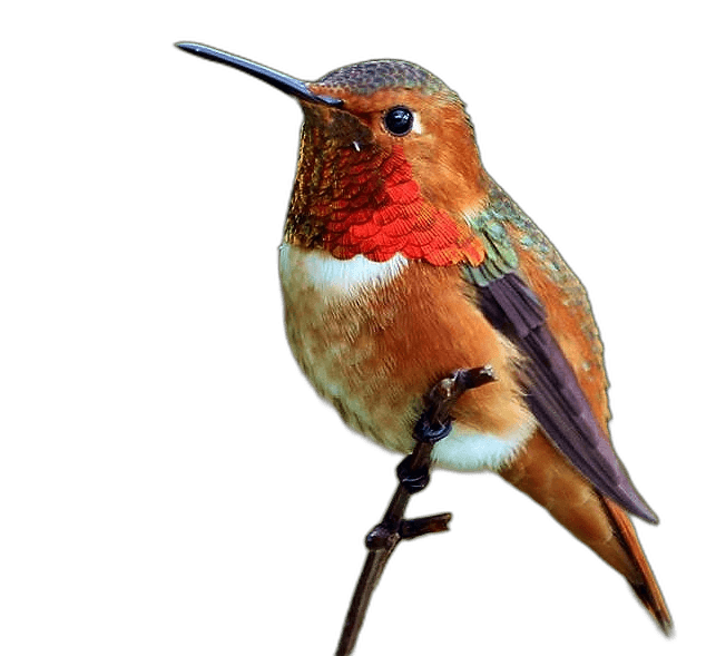 Cute Allen's Hummingbird Ideas