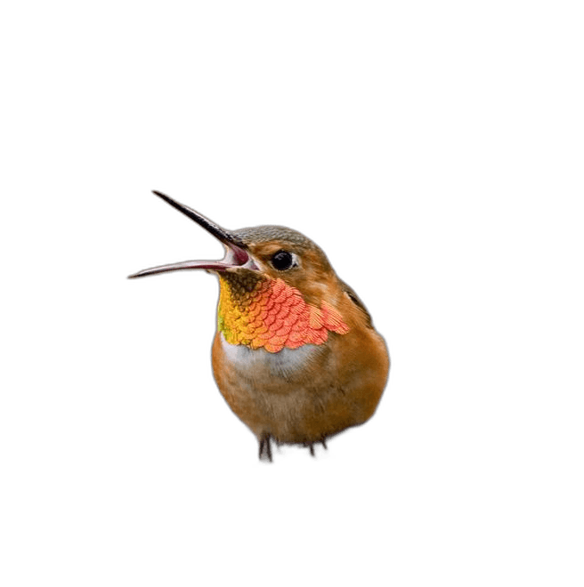 Stunning Allens Hummingbird Animal Ideas