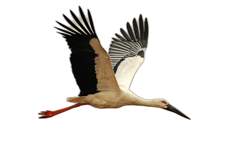 Splendid Oriental Stork Bird Ideas