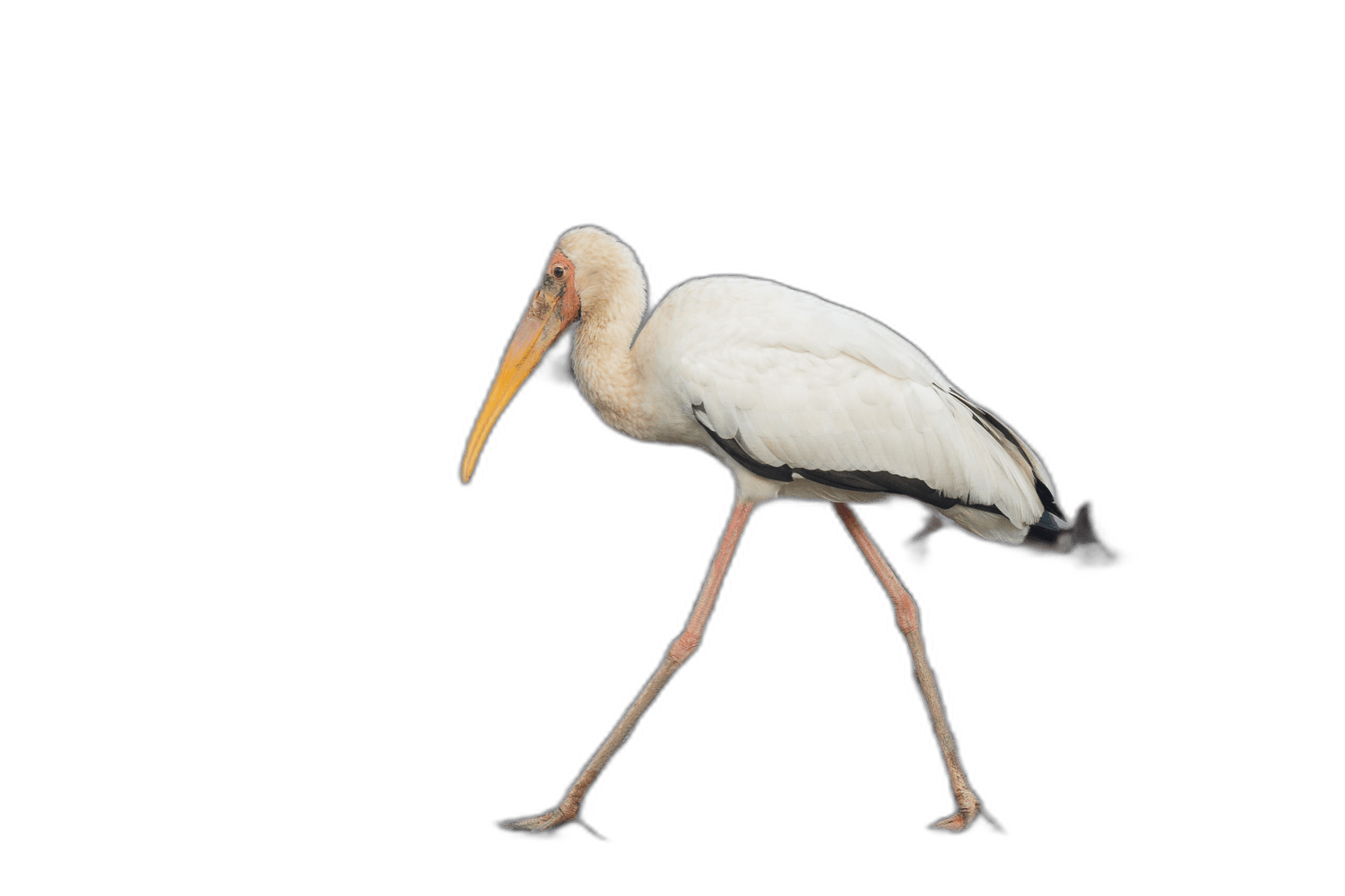 White Milky Stork Ideas