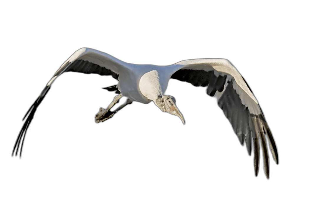 Splendid Flying Wood Stork Bird Ideas