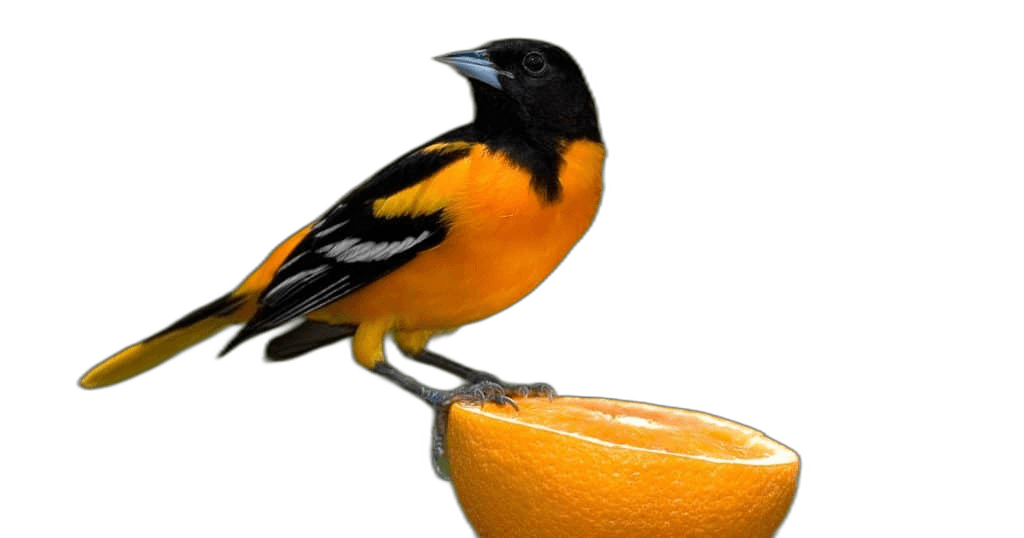 Yellow Baltimore Oriole Bird Ideas