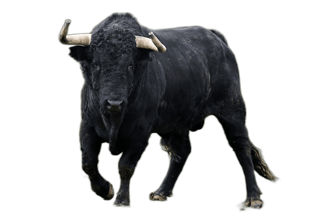 Stunning Black Bull Animal Ideas