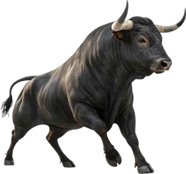 Great Spanish Fighting Bull Ideas