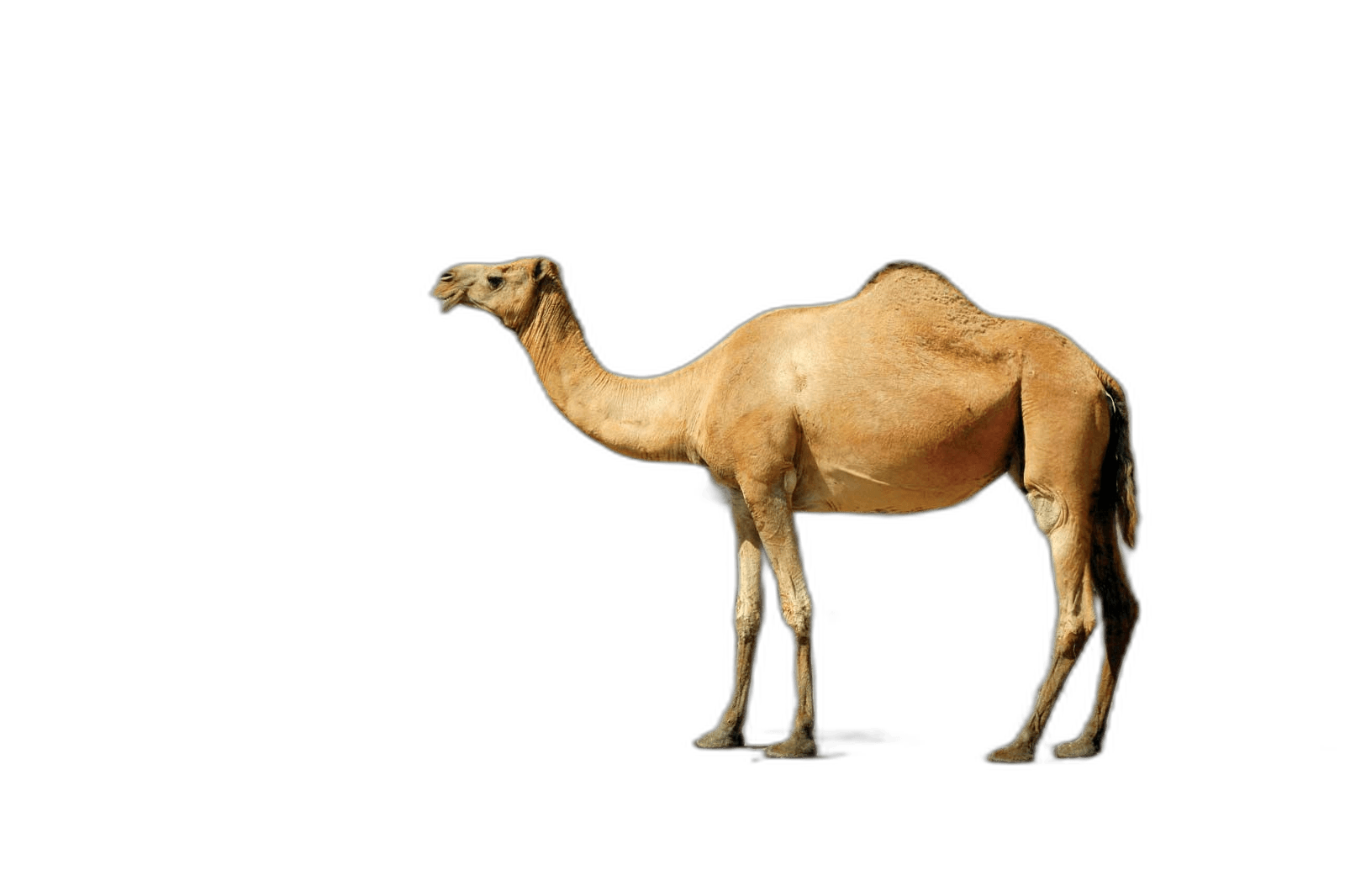 Great Arabian Camel Animal Ideas