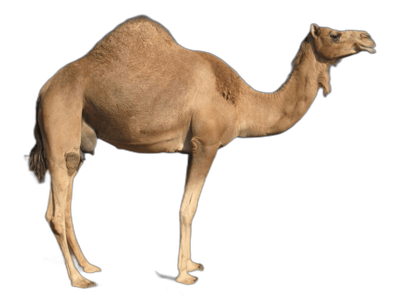 Stunning Brown Camel Animal Ideas