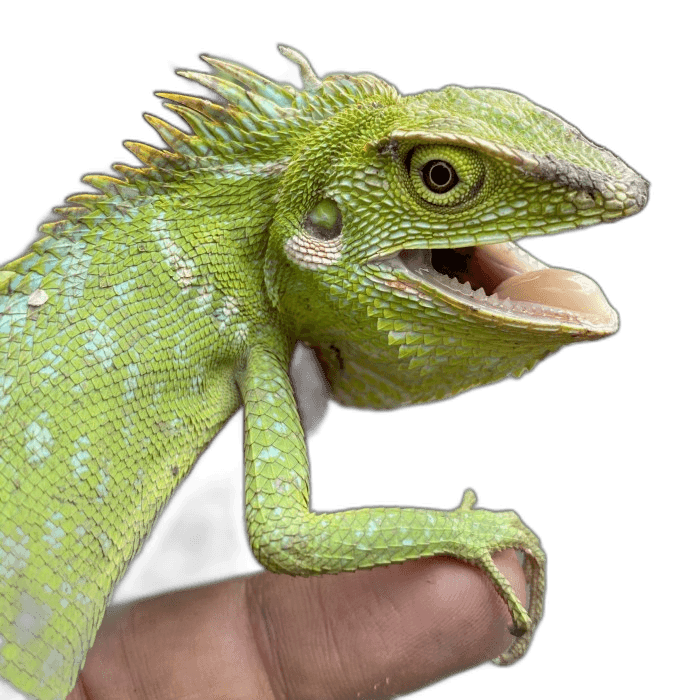 Stunning Green Chameleon Ideas