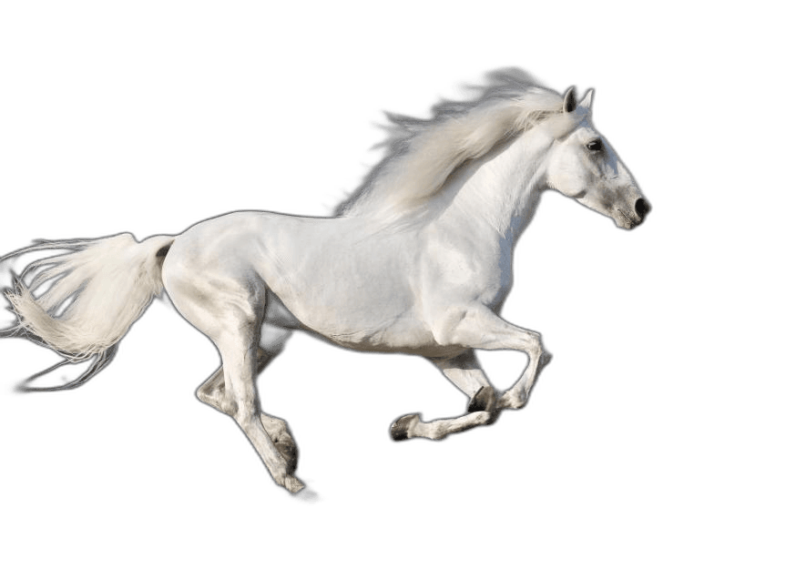 Splendid White Running Horse Ideas