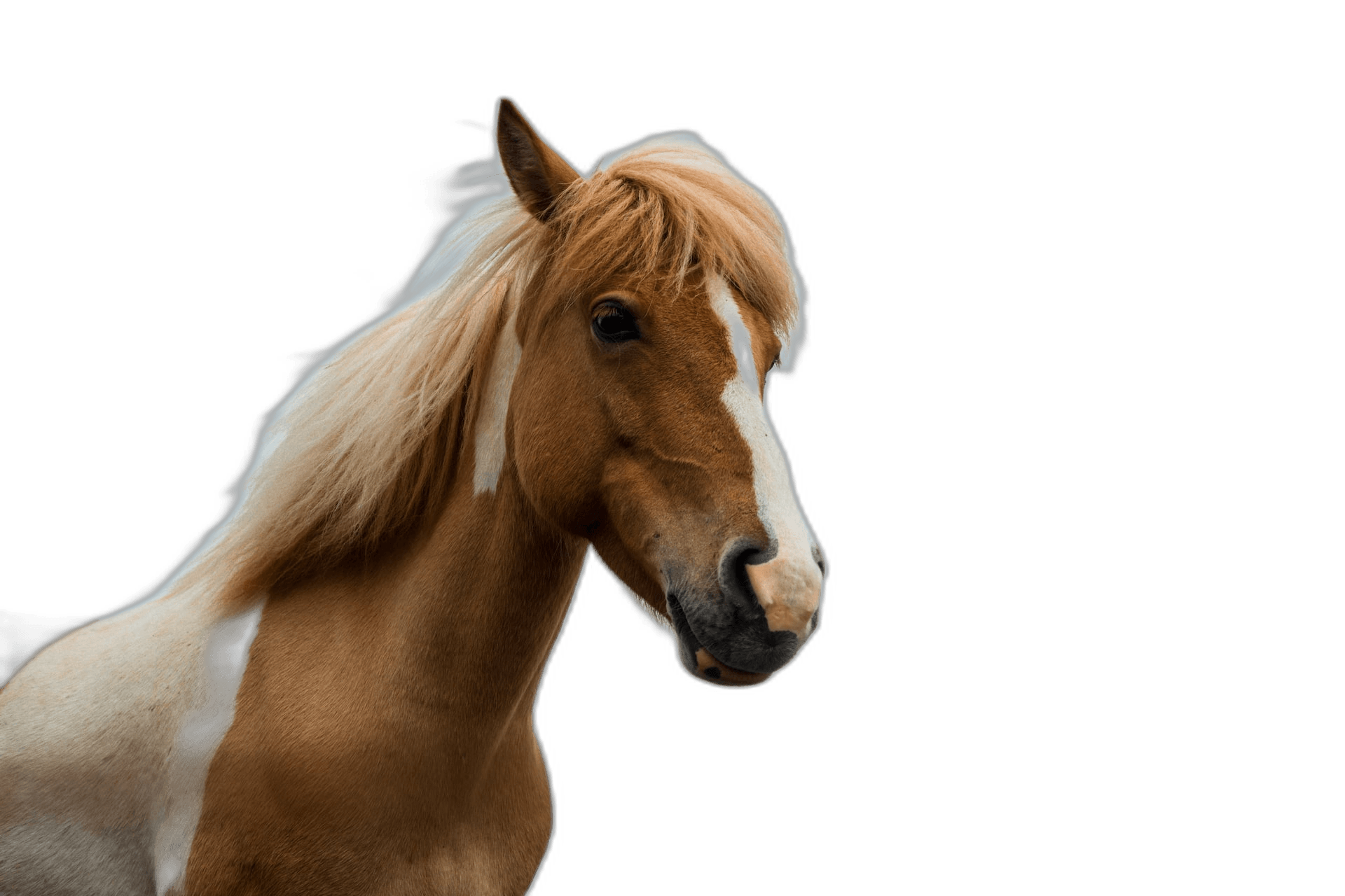 Closeup White Brown Horse Ideas