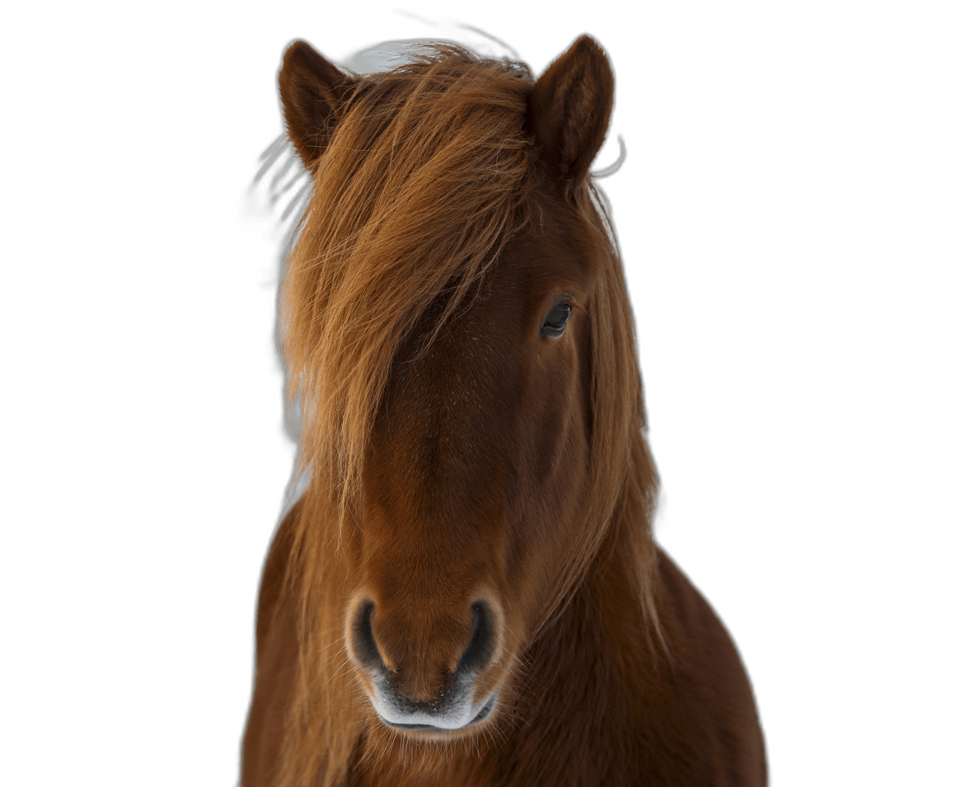 Beautiful Icelandic Horse Animal Ideas