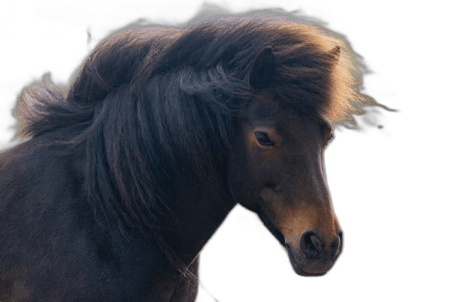 Black Icelandic Horse Animal Ideas