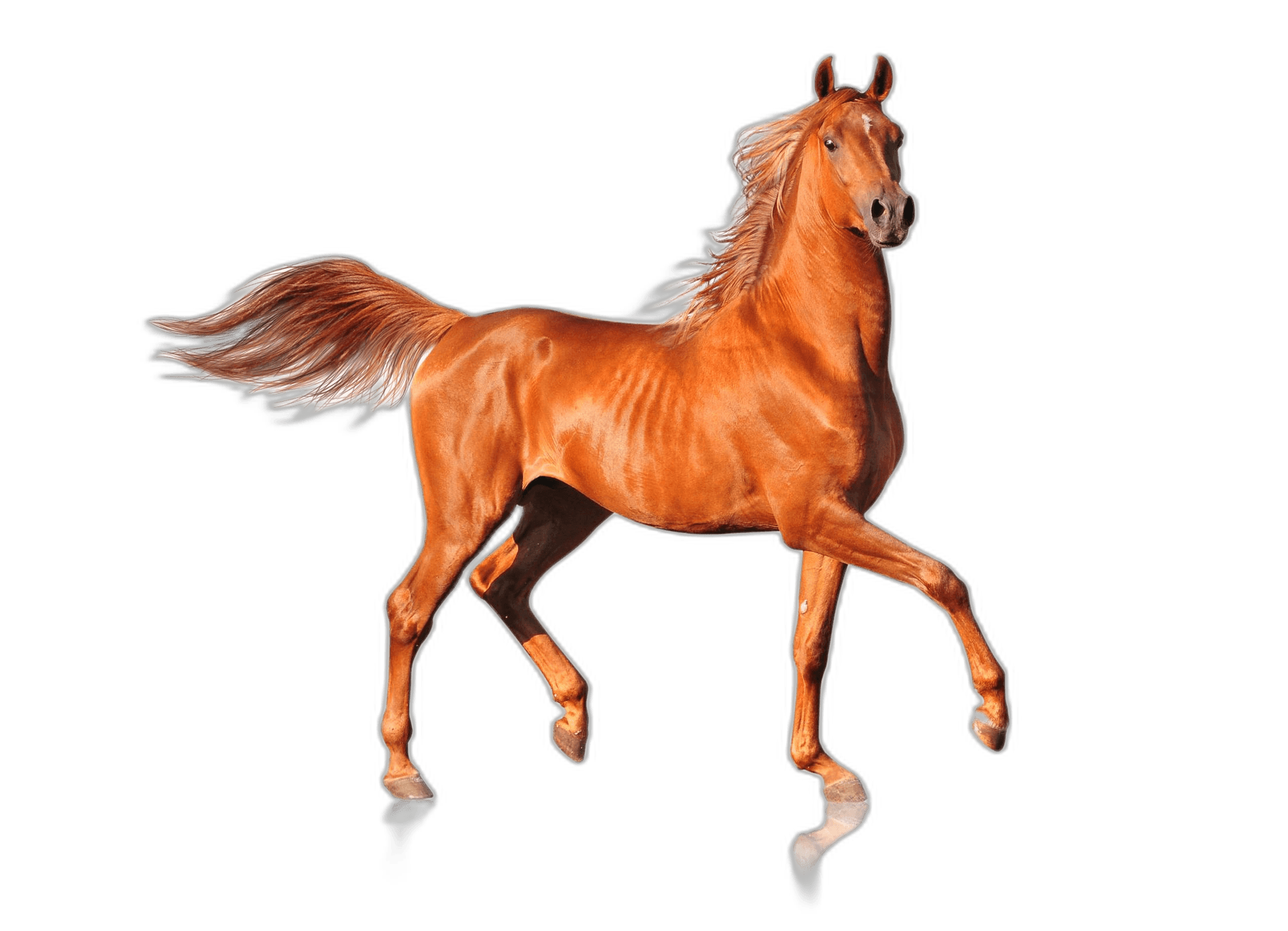 Splendid Brown Horse Animal Ideas