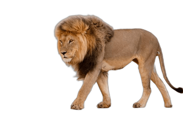 Great Wild Lion Animal Ideas