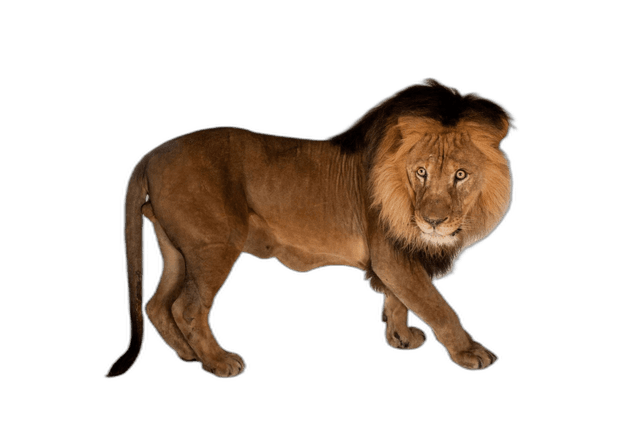 Stunning African Lion Animal Ideas