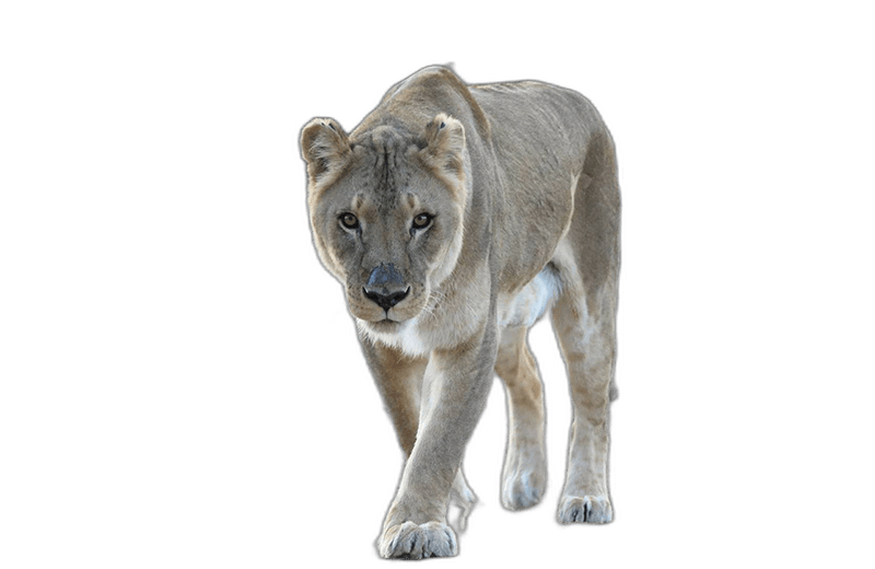 Female African Lion Animal Ideas