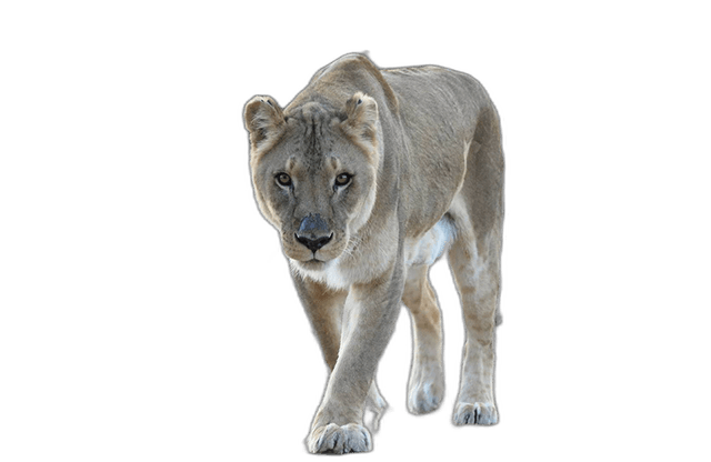 Female African Lion Animal Ideas