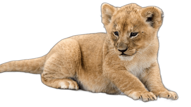 Cute Tiny Lion Cubs Animal Ideas