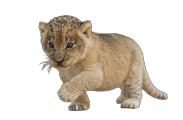 Cute Small Lion Cub Ideas