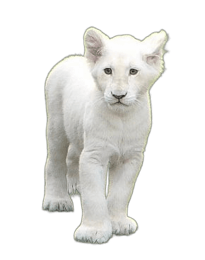 Cute White Lion Cub Animal Ideas