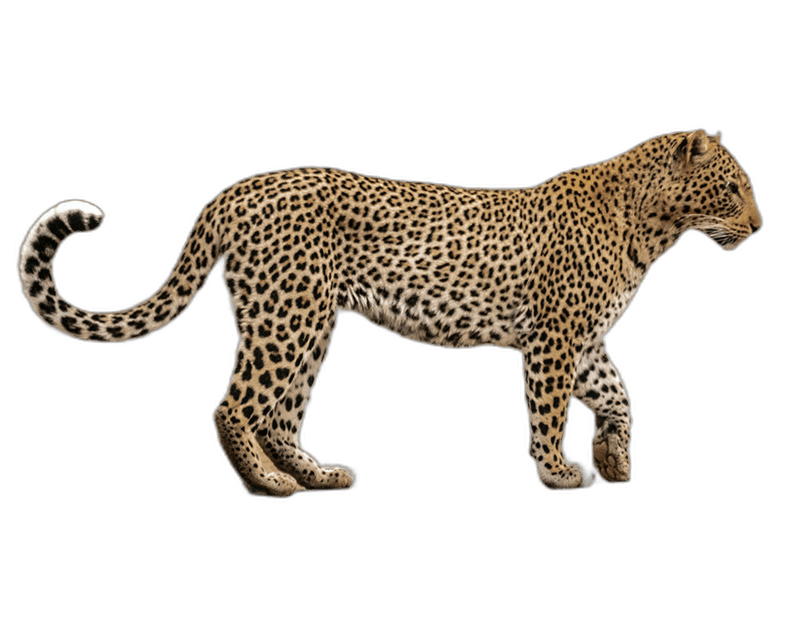 Stunning Leopard - Panthera Pardus Ideas