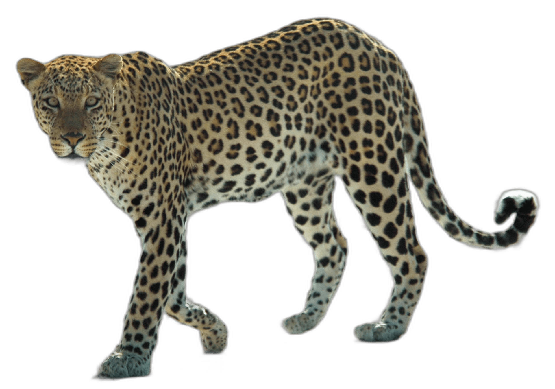 Stunning African Leopard Animal Ideas