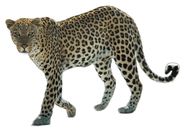 Stunning African Leopard Animal Ideas