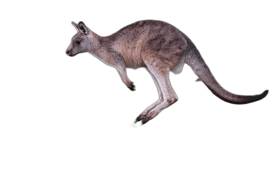 Cute Little Kangaroo Animal Ideas