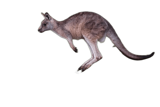 Cute Little Kangaroo Animal Ideas