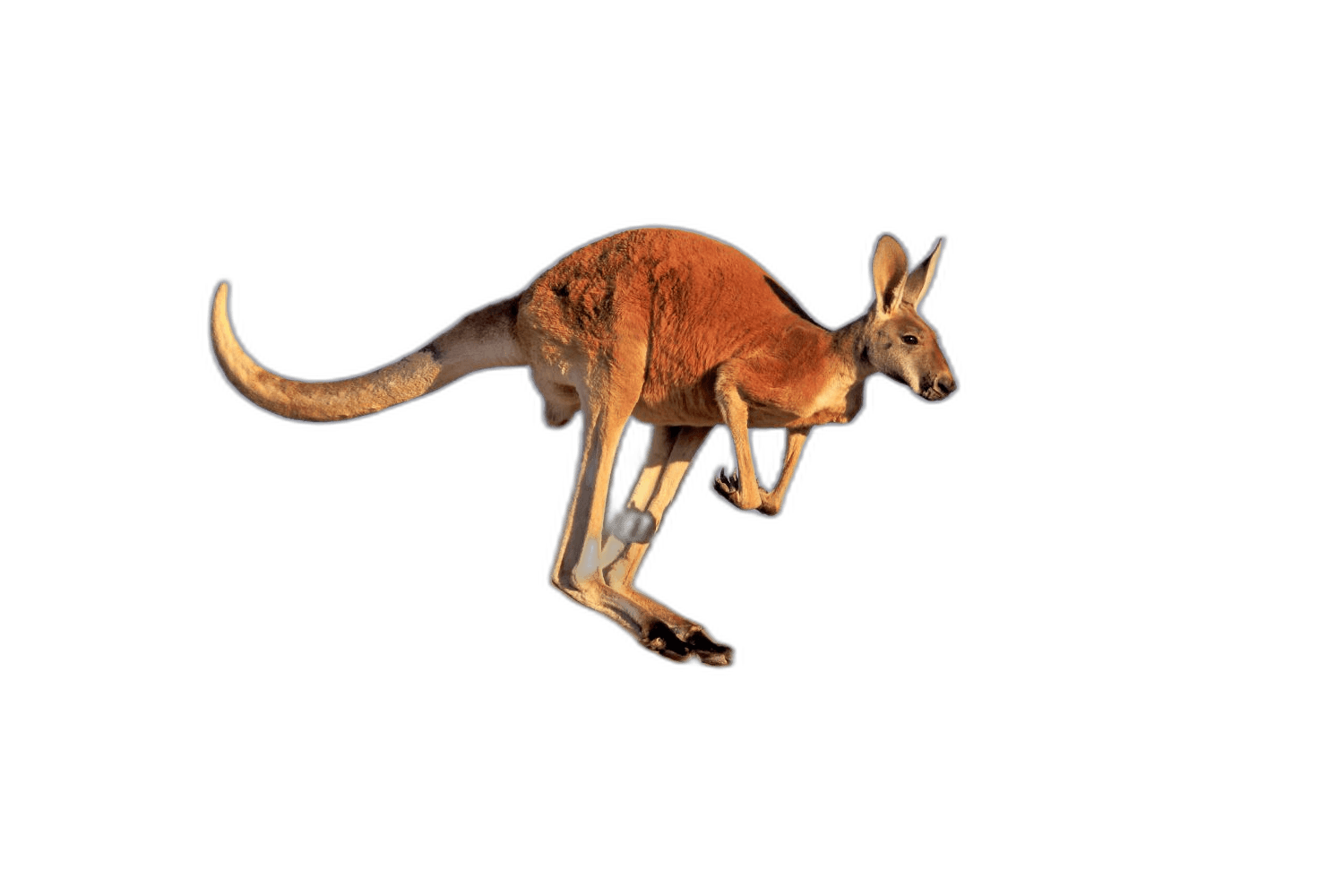 Great Brown Australian Kangaroo Animal