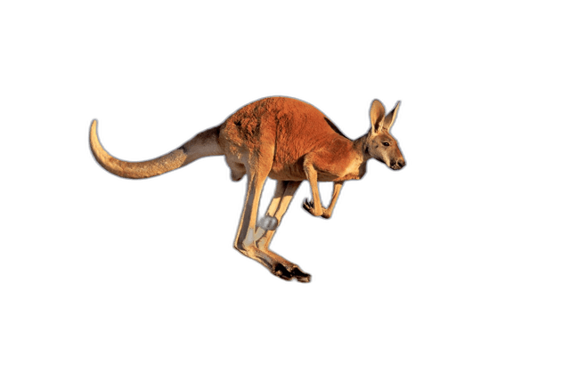 Great Brown Australian Kangaroo Animal