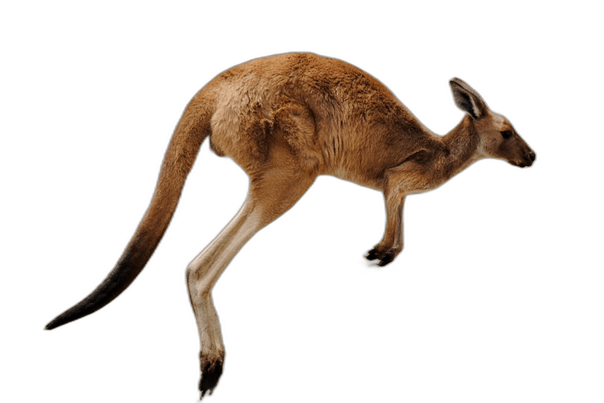 Splendid Kangaroo Hop Animal Ideas