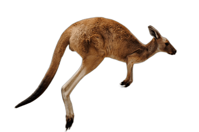 Splendid Kangaroo Hop Animal Ideas