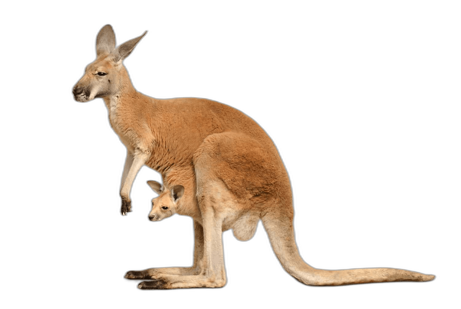 Stunning Kangaroo Pouch Animal Ideas