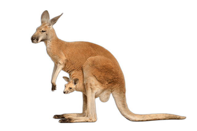 Stunning Kangaroo Pouch Animal Ideas