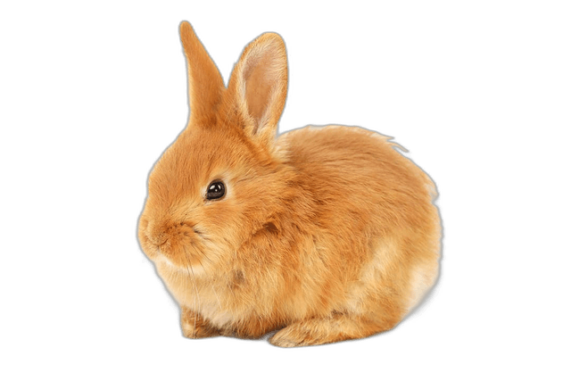 Splendid Brown Rabbit Animal Ideas